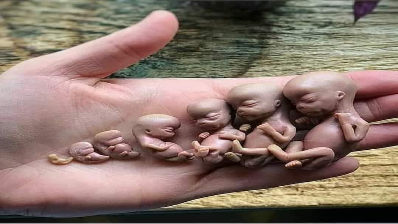 هون عليك ✋:فبين حروف قصتك العجب .. ابتدرها القدر بأجلٍ محتوم ورزقٍ مقسوم وكتابٍ معلوم ..وبحيوان مجهري التقى بويضة في حجم الصفر ثم كنت وبين جوانحك الضعف .. اعلاك جوهر العقل وفي صدرك براءة القلب وبين جوانبك نتن الغائط واسفلك غريزة الشهوة ..تحمل الخير والشر والجميل والقبيح .. ومجموعة من المتناقضات التي تتقلب بينها مثلما يتقلب الماء على مرجل النار ... لماذا تكبرت وتجبرت وافسدت وظلمت وقهرت .. انا اضعك امام نفسك واكشف لك ما غاب عنك .. يا ابن مجرى الماء مرتين .. يا ابن التراب والى التراب تعود .. يا ابن الفناء والغُثاء والهباء .. الا تذكر انك لم تك شىء .. الا تتذكر قدرة الله عليك وانه كما انشأك سوف يعيدك .. وان نهايتك مثل بدايتك .. من ضعف والى ضعف ؟؟؟.. #عبدالرحمن_محمود