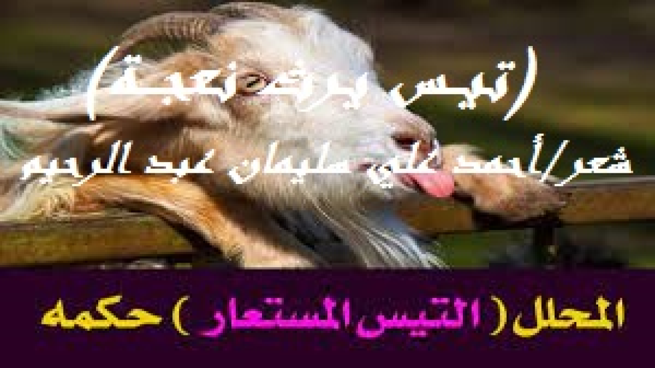 تيــس يـرث نعجـــة! (أراد ذلك الزوج الجاهل الديوث أن يُرجع إلى عصمة الزوجية امرأته التي طلقها الثالثة ولم تعد تحل له إلا من بعد زواجها من غيره. فإن طلقها الثاني بدون إكراه ولا تدليس أو مات عنها ، وأراد الأول أن يتزوجها فإنها تحل له. وهذا حكم الله وتلك شريعته. ولم يكن ذلك منه حباً وتعلقاً بها بل حباً وتعلقاً بأموالها التي يتوقع أنها ورثتها عن أبيها الذي مات بعد طلاقها البائن بينونة كبرى! ولكن على عادة الجهلاء المتنطعين المعْرضين المتعمدين مخالفة أمر النبي – صلى الله عليه وسلم – في التحذير من المُحَلل والمحلل له ولعْنهما ، إلا أن هذا الزوج قد أتى لزوجته (زمزم) بالتيس المستعار (المحلل) حتى يُحِل هذه النعجة أقصد زوجته التي قبلت رغم عِلمها بحُرمة ذلك ومخالفته للقرآن والسنة. وعُقد للتيس على النعجة. وعندما بنى بها إذا بها تموت عند الفجر موتاً طبيعياً مخلفة أموالاً طائلة وثروة كبيرة ورثتها عن أبيها. الأمر الذى أطمع فيها زوجها الأول والثاني. وآلت الأموالُ إليها.)