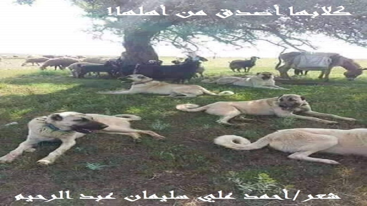 كلابها أصدق من أهلها!       (إنه لعارٌ شنيعٌ أن تكون كلابُ قريةٍ أصدقَ من كثير من أهلها! فلم تشهدِ الكلابُ زوراً ولم تغش ، ولم تخدعْ ، كما يشهد الزور ويغش ويخدع بنو آدم! وأكبر من هذا العار أن نصف بعض المشركين والوثنيين والمَلاحدة بالكلاب! لماذا؟ والجواب: لأن في هذا ظلماً للكلاب ، حيث إنها لم تنكرْ وجودَ الله ، ولم تنسب إلى الله الولد! والمسألة بدأت مذ كانت هناك قرية ، ابتليَ أهلها بالكذب وشهادة الزور ، وفي هذه القريه تزوج رجل بامرأة سراً ، وكان زواجاً شرعياً أمام قوم ، وبحضور شهودٍ ، وبحضور وكيل النكاح ، وبمهر مُعَجّل! وبعد فترةٍ اختلفَ الزوجان ، لأن الخلاف سُنة مطردة! ولو كان بيتٌ يخلو من الخلافات الزوجية ، لكان أولى البيوت بهذا بيت رسول الله – صلى الله عليه وسلم -! ولكن الحكمة تكمنُ في علاج الخلافات! ولكن الزوجة ضحية قصيدتنا ، كان زوجها قد طردها من المنزل ، وسلبها جميعَ حقوقها! فذهبت إلى القاضي مُشتكية٠ وقالت: تزوجني زواجاً شرعياً ، ويشهد بذلك فلان وفلان٠ وطلب القاضي حضور الزوج والشاهدين ، فأنكر الزوجُ والشهود معرفتهم بهذه المرأة ، أو حتى أنهم رأوها سابقاً٠فانتدب القاضي زميلين له ف
