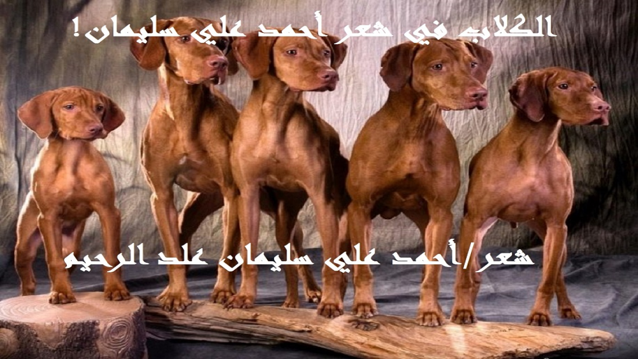 (عندما استقصيتُ قصائدَ ديوان: (السليمانيات) ، وجدتُه قد احتوى على قصائدَ سبع عن الكلاب ووفائها وذكائها ، وكيف تعلمتْ من بني آدم كيف تكون بديلاً عن بعض الآدميين! فتراءى لي أن أضم شتاتها لتكون مجموعة شعرية تحمل هذا العنوان ليستفاد بها!)