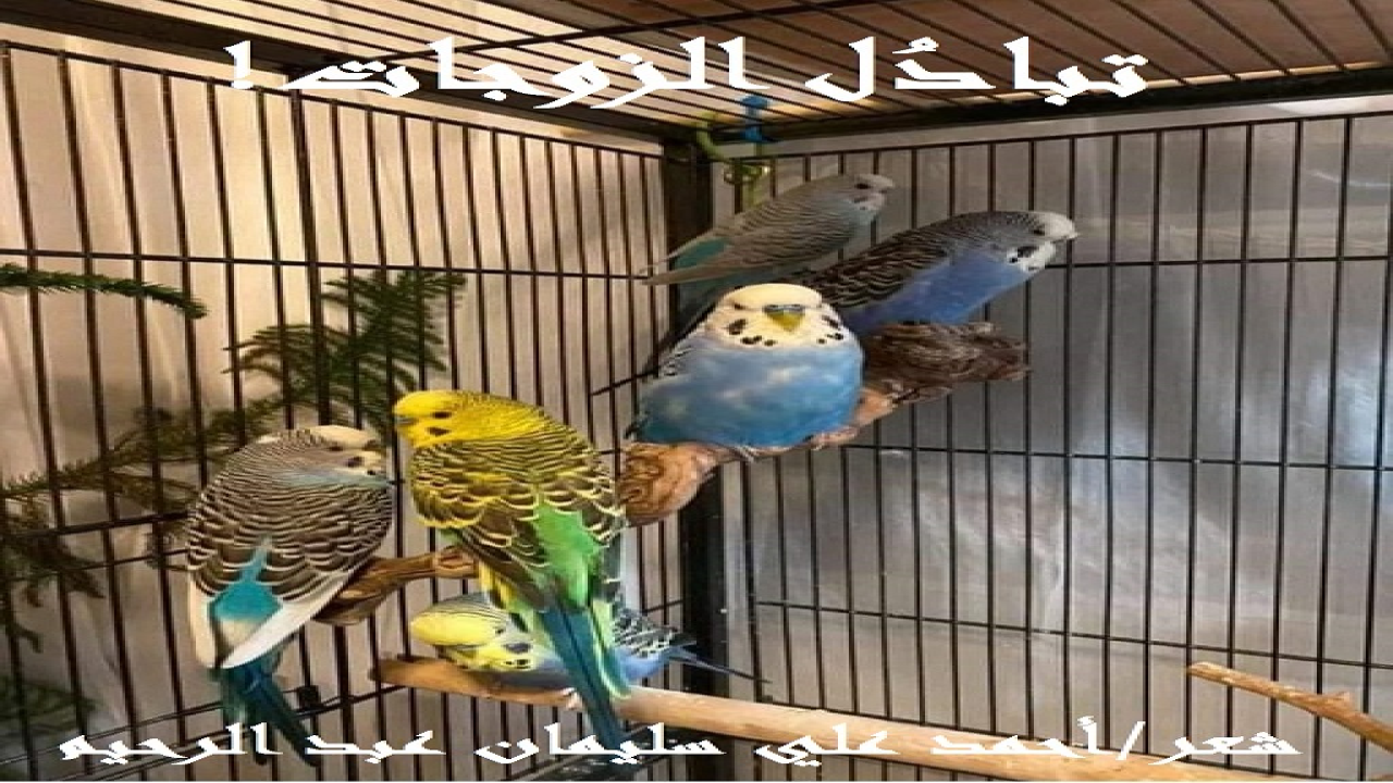 (تحتاجُ هذه الظاهرة الملعونة القذرة إلى علاج شَرعي وآخر شِعري ، وبينهما علاجاتٌ أخرى نفسية ، وعصبية ، ومجتمعية ، ريثما تنقشِعُ من المجتمعات الطيَّبة ، بعد أن كثرَ بلاؤها وشرُّها!)