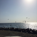بحر وطير