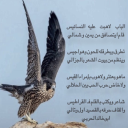 ماهو بعنتر ولاهوب امراء القيس
