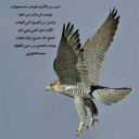 سنين الطفولة