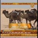 منقية محمد بن فراج بن دهيمان