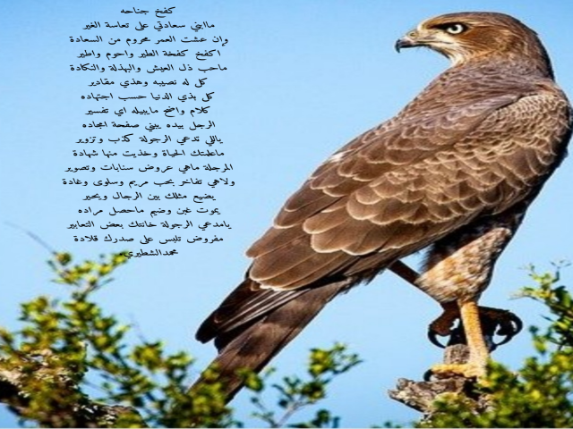 كفخ جناحه