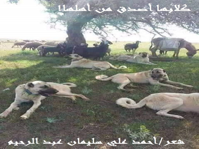 كلابها أصدق من أهلها!
