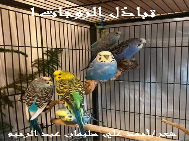 تبادل الزوجات!
