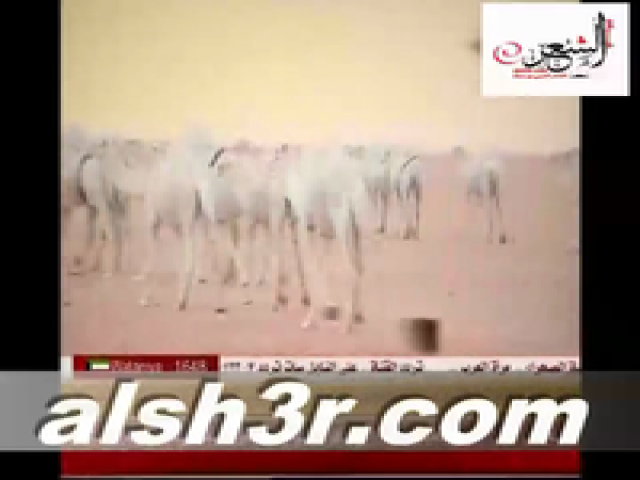ابل فراج السبيعي