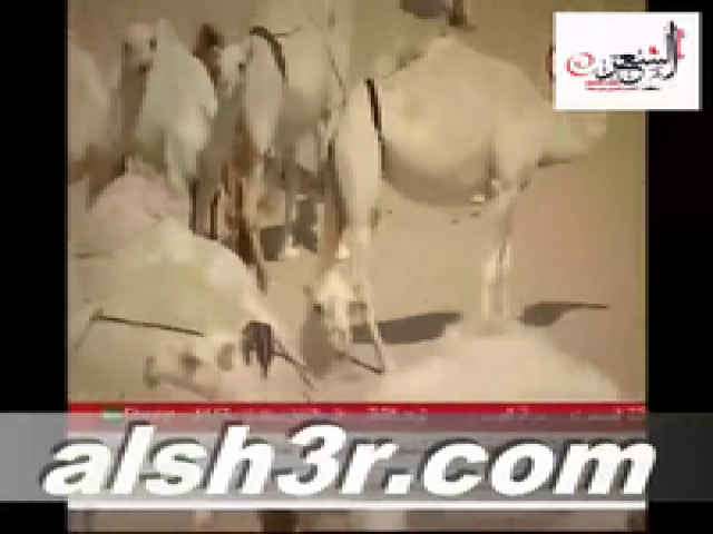 ابل مبارك العجمي