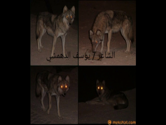 قصيدة الذيب الامعط