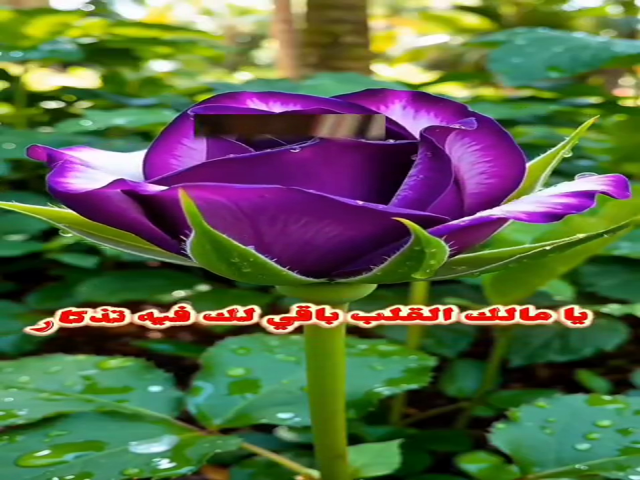 الضلوع المحاني