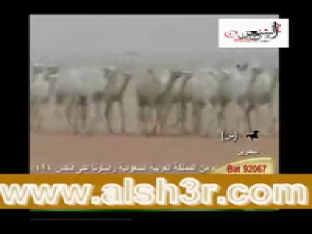 الهيلا-ملفي المورقي
