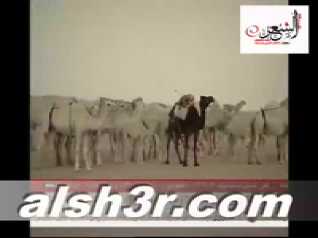 فهد الشيباني_البل(جره)