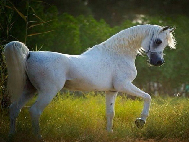 سحابه
